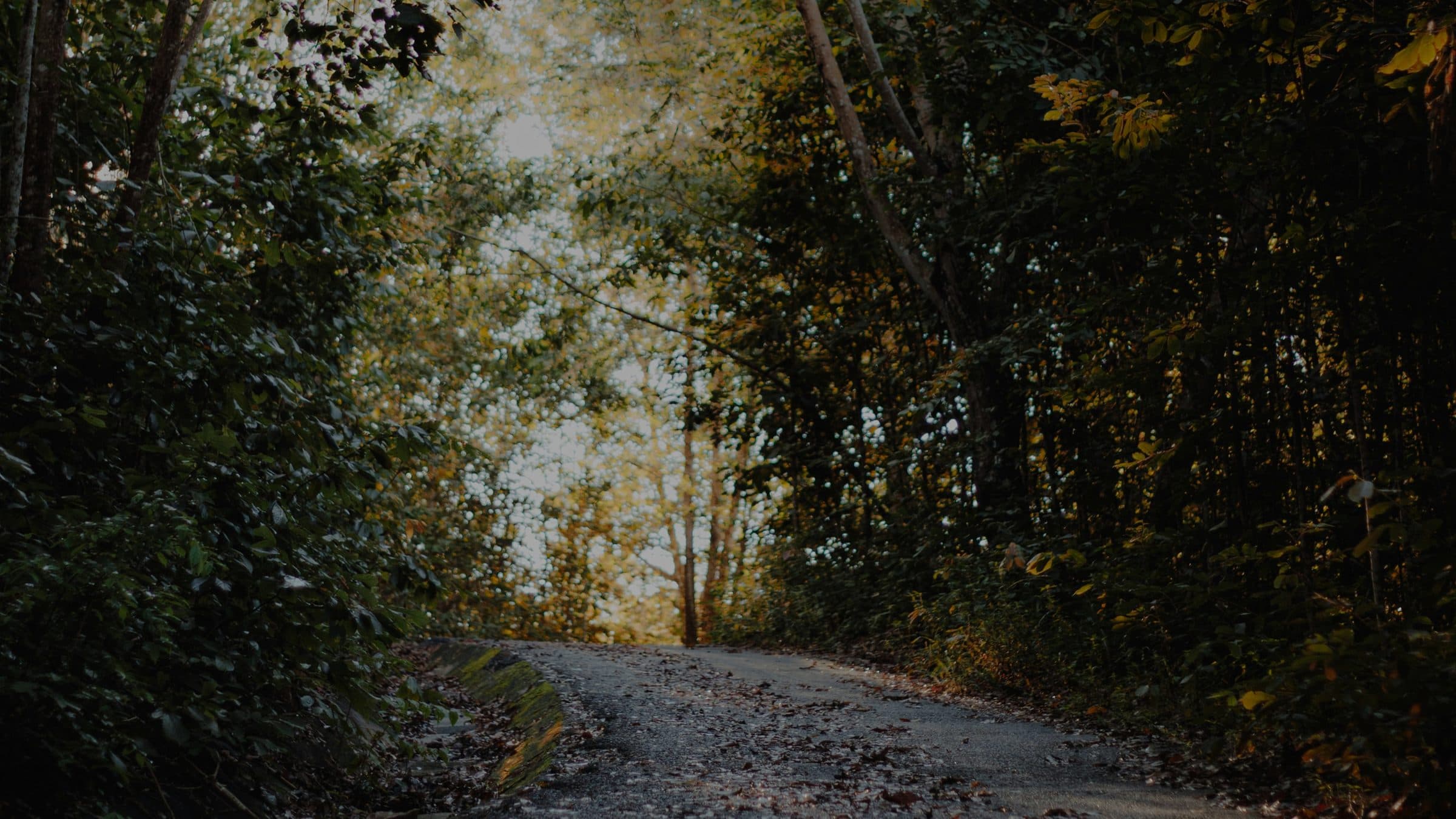 A clear path through a quiet forest, illustrating the Azra approach to navigating healthcare complexity.